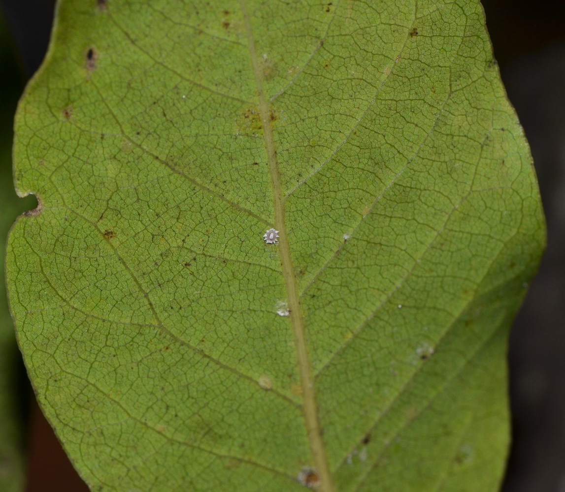 Image of Laurus nobilis specimen.