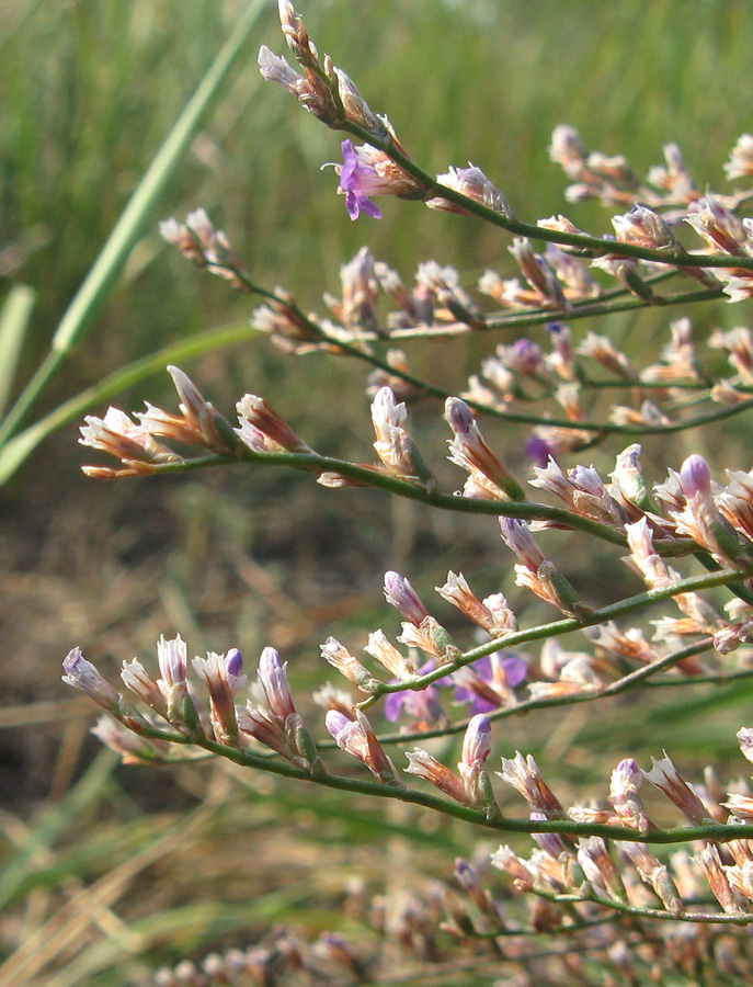 Изображение особи Limonium scoparium.