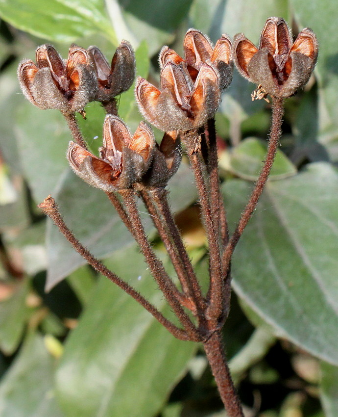 Image of Cistus laurifolius specimen.