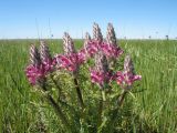 Pedicularis dasystachys