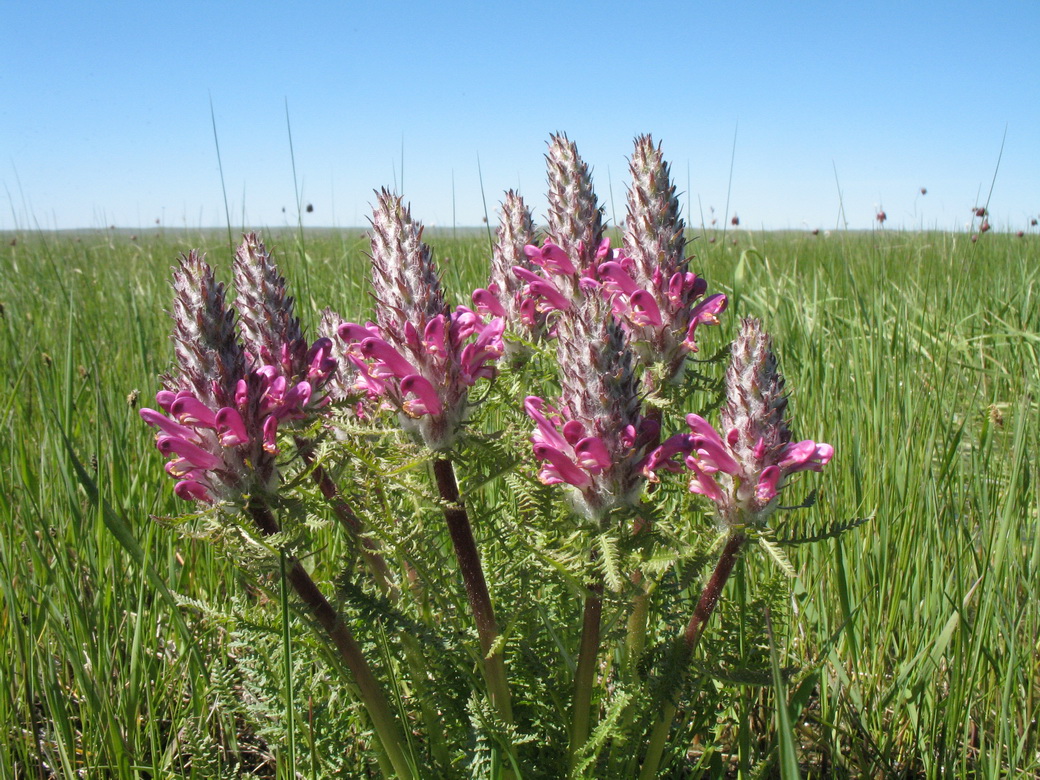 Image of Pedicularis dasystachys specimen.