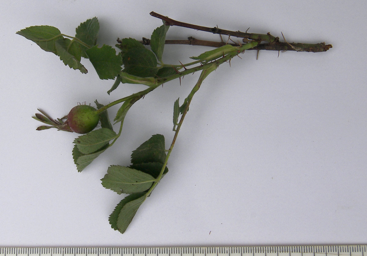 Image of Rosa pubicaulis specimen.