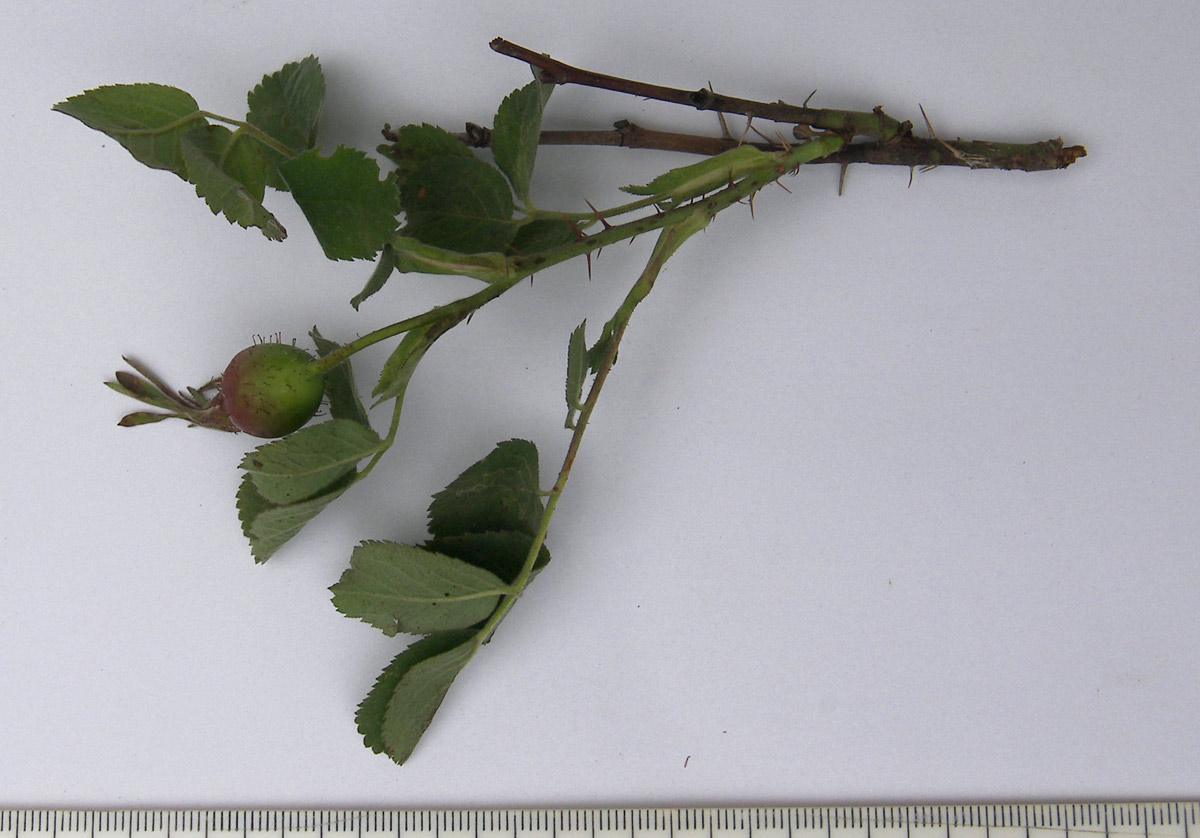 Изображение особи Rosa pubicaulis.