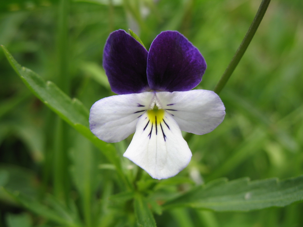 Image of Viola disjuncta specimen.