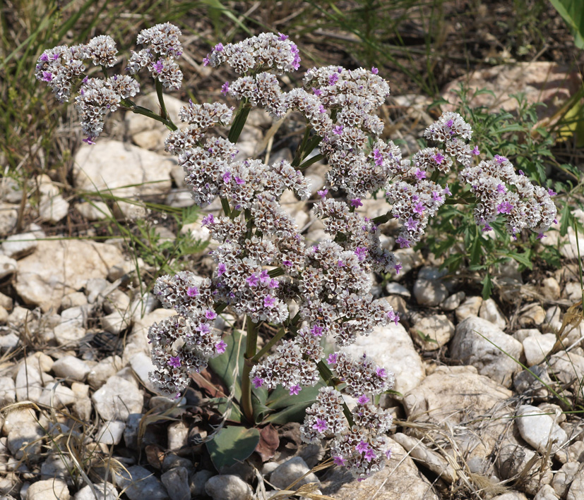 Изображение особи Goniolimon speciosum.