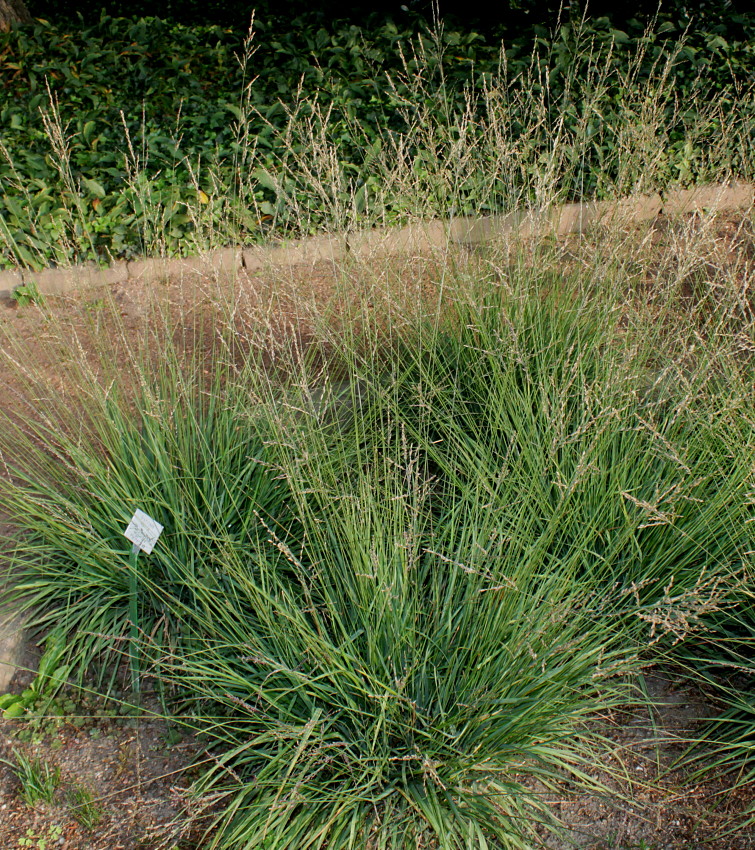 Изображение особи Molinia caerulea.