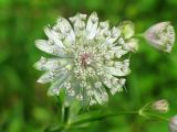 Astrantia major. Соцветие. Украина, Львовская обл., Дрогобычский р-н, г. Трускавец, Центральный парк Адамовка. 12.06.2014.