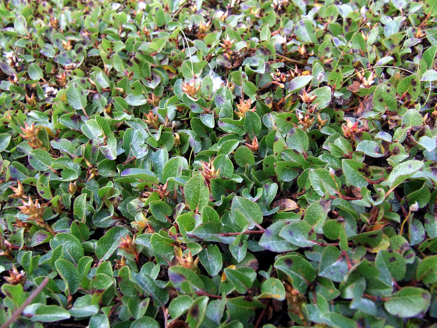 Изображение особи Salix herbacea.