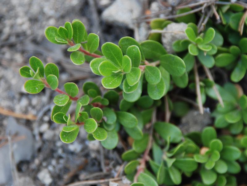 Изображение особи Arctostaphylos uva-ursi.