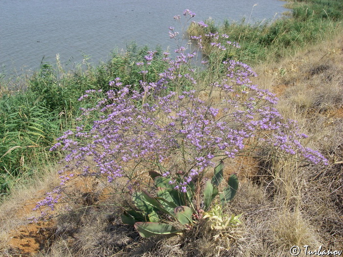 Изображение особи Limonium scoparium.