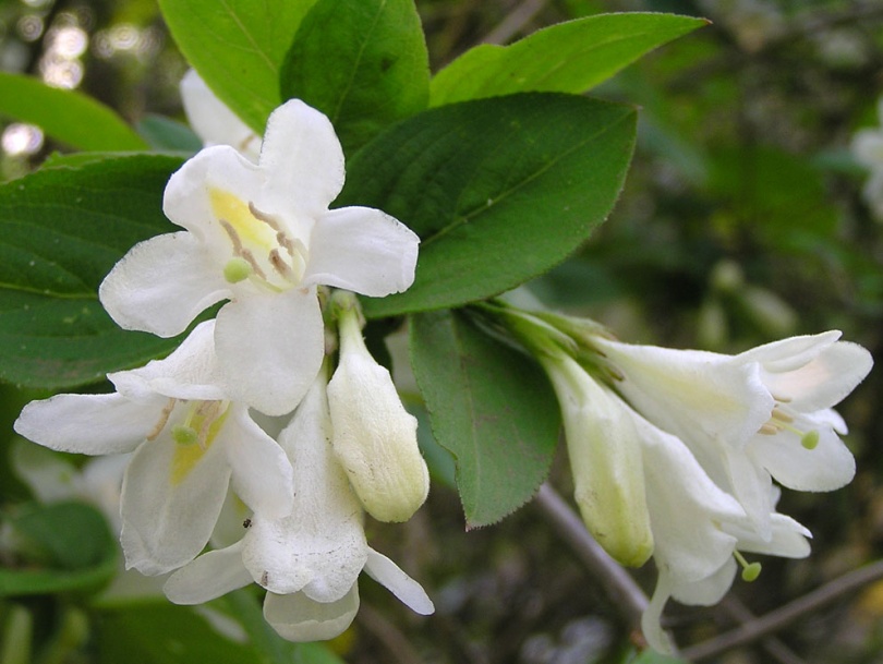 Image of Weigela praecox specimen.