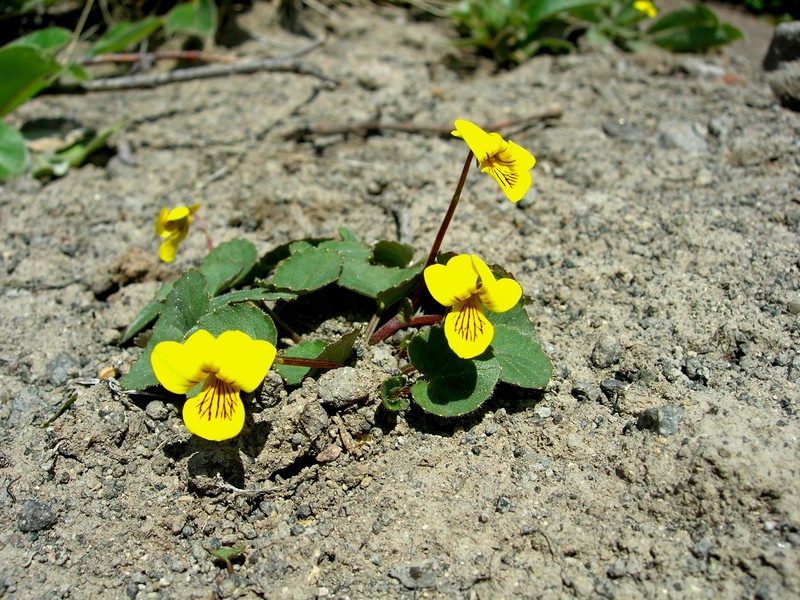 Изображение особи Viola avatschensis.