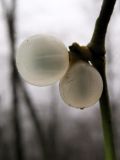 Image of taxon representative. Author is Сергей Майоров