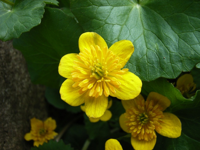 Image of Caltha sibirica specimen.