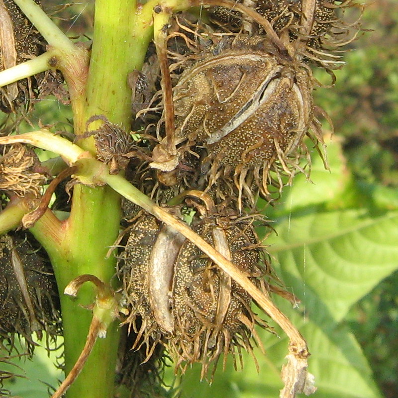 Image of Ricinus communis specimen.