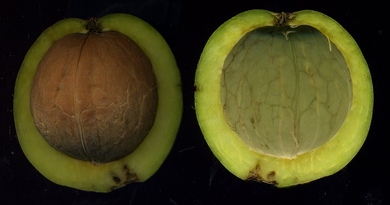 Изображение особи Juglans regia.