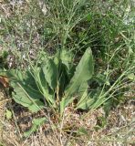 Limonium scoparium