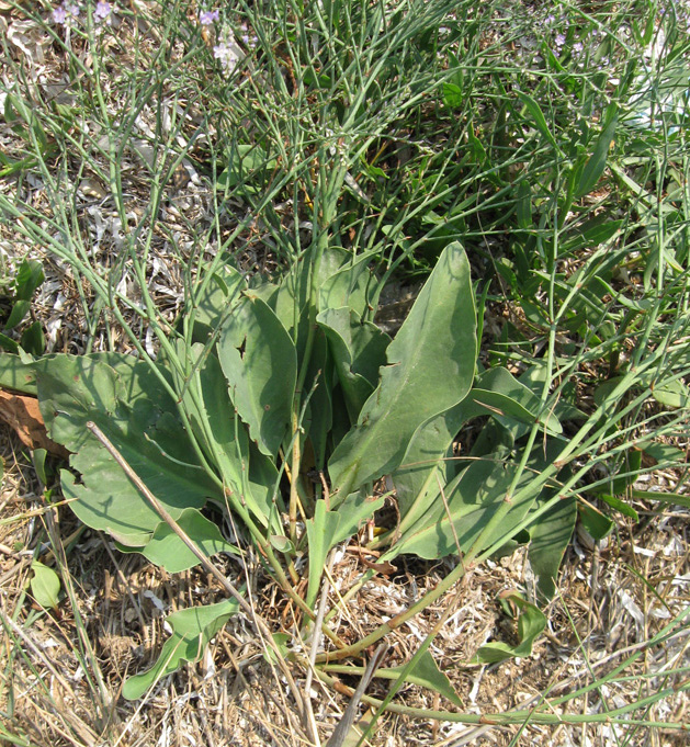 Image of Limonium scoparium specimen.