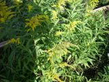 Solidago canadensis