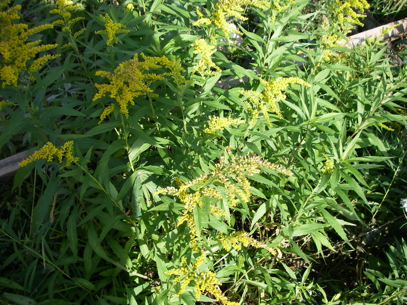 Image of Solidago canadensis specimen.