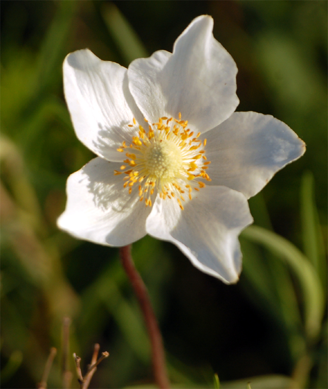 Image of Anemone sylvestris specimen.