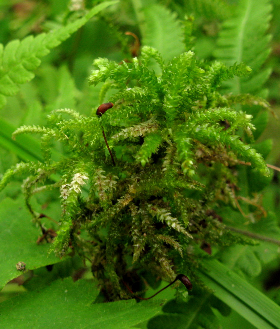 Image of Eurhynchium angustirete specimen.