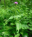 Cirsium heterophyllum