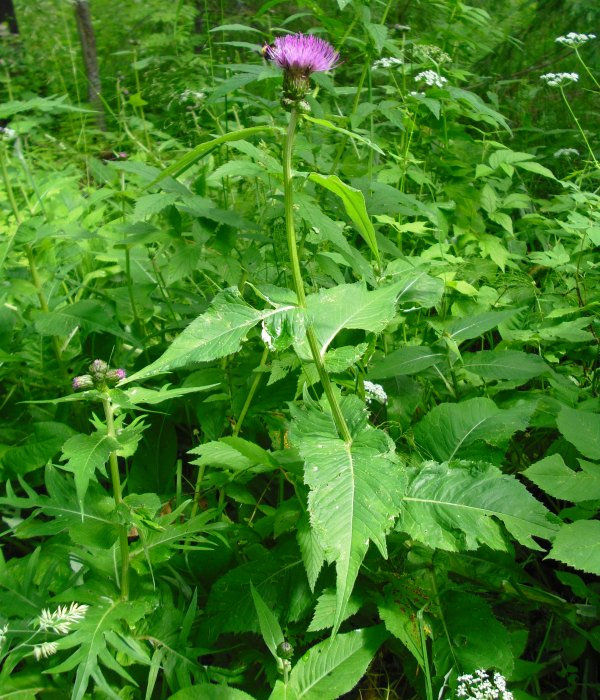 Изображение особи Cirsium heterophyllum.