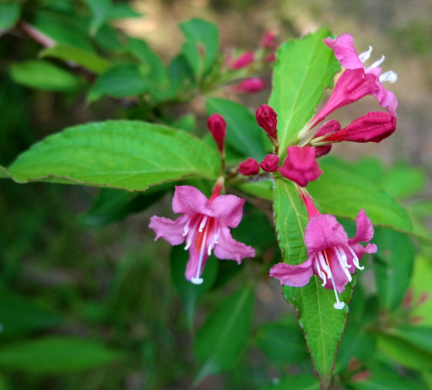 Изображение особи род Weigela.