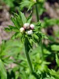 Anemonastrum fasciculatum. Верхушка побега с соцветием в бутонах. Карачаево-Черкесия, окр. пос. Архыз, долина р. София, поляна вблизи ледника (выс. около 2000 м н.у.м.). 18.06.2015.