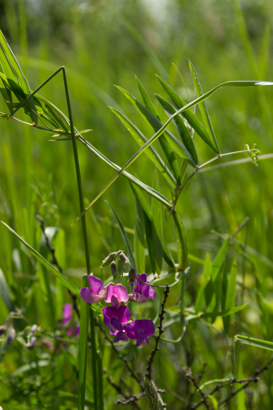 Изображение особи Lathyrus palustris.