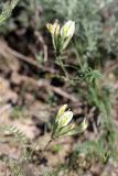 Astragalus macrotropis