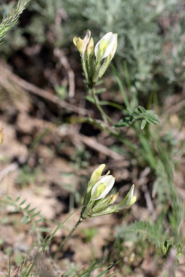 Изображение особи Astragalus macrotropis.