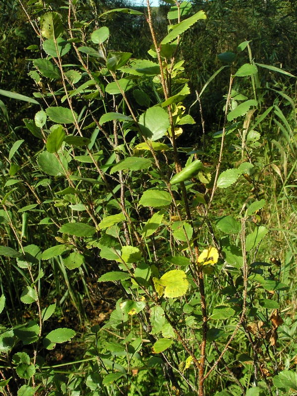 Изображение особи Betula humilis.