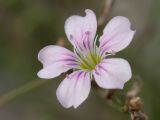 Petrorhagia saxifraga. Цветок (диаметр ок. 1 см). Черногория, г. Херцег-Нови (Herceg Novi), крепость Шпаньола (Španjola), на парапете крепостной стены. 17.10.2014.