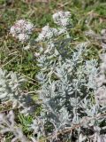 Teucrium capitatum