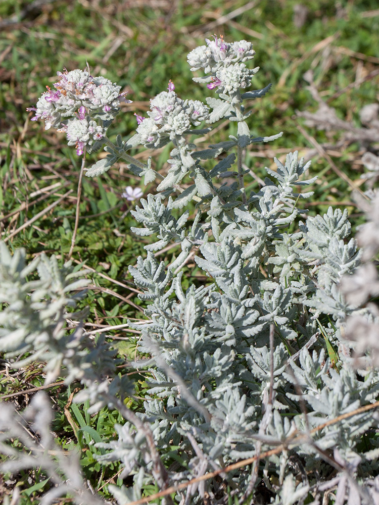 Image of Teucrium capitatum specimen.