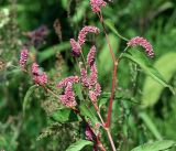 Persicaria lapathifolia. Верхушки цветущих растений. Московская обл., Раменский р-н, окр. ж.-д. платформы Хрипань, залежь, противопожарная канава. 07.08.2015.