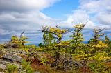 Larix sukaczewii