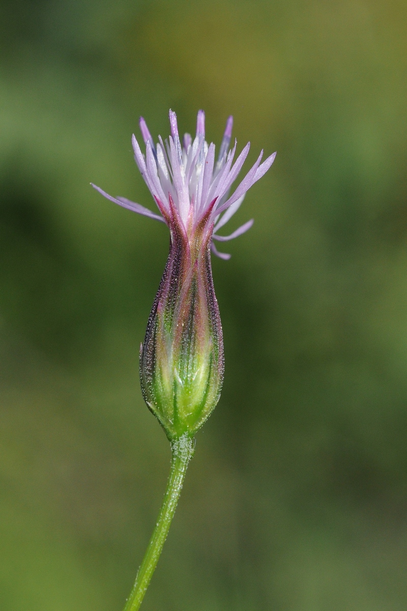 Изображение особи Crupina vulgaris.