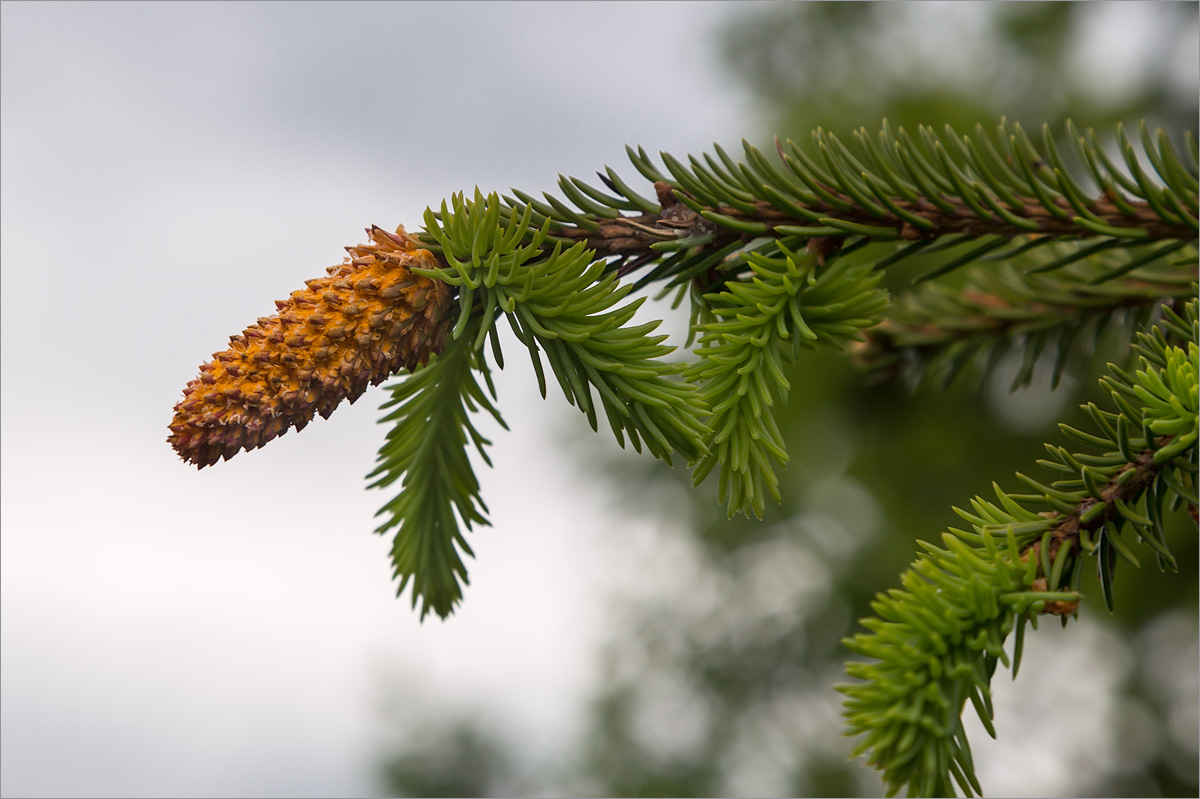 Изображение особи Picea obovata.