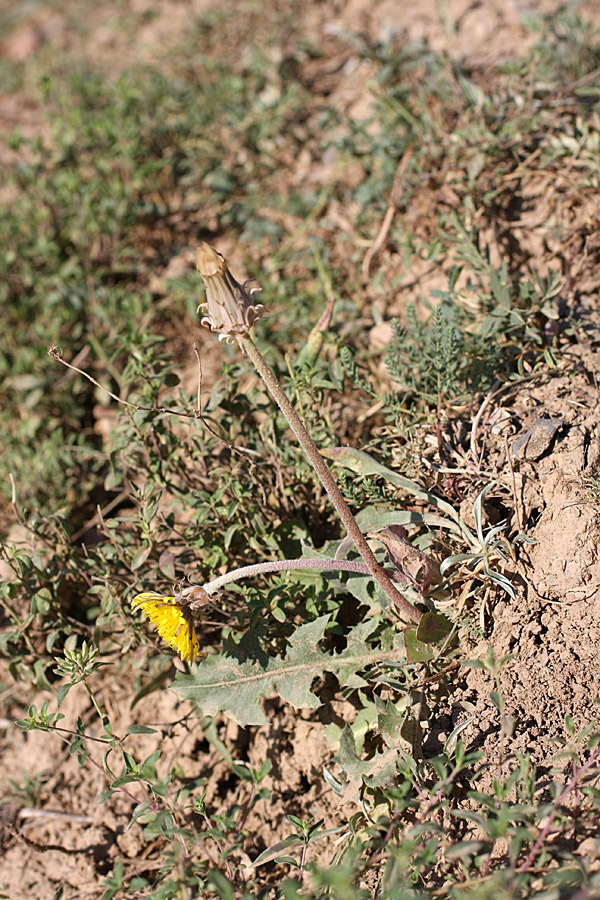 Изображение особи Taraxacum turcomanicum.