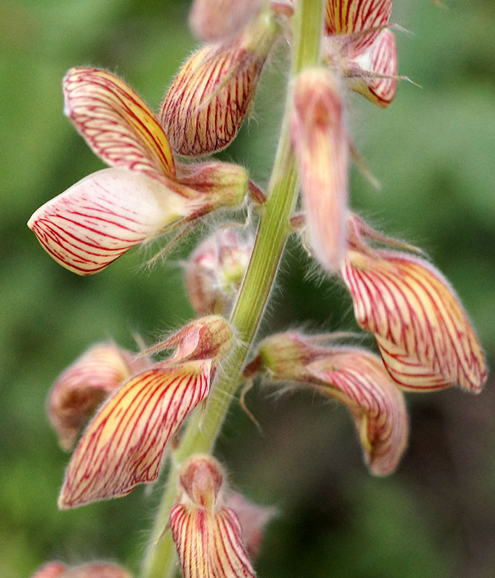 Изображение особи Onobrychis chorassanica.