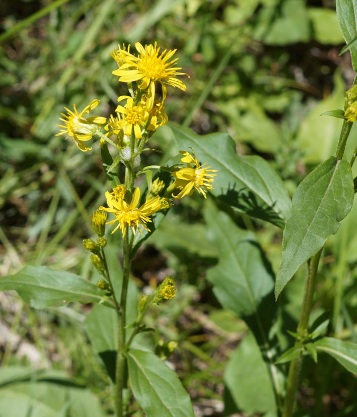 Image of Solidago virgaurea specimen.