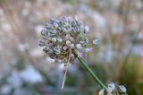 genus Allium