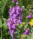 род Oxytropis