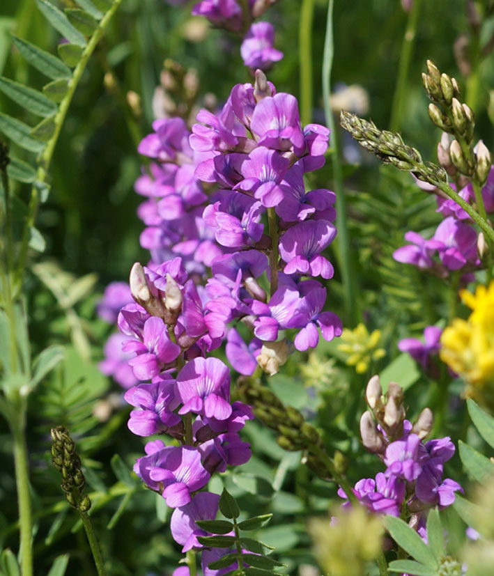 Изображение особи род Oxytropis.