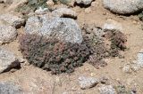 genus Androsace