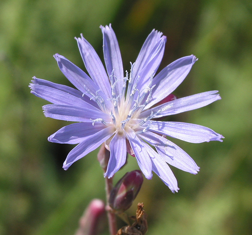 Image of Lactuca tatarica specimen.