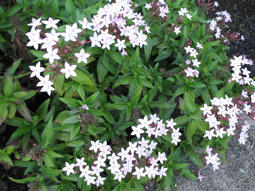 Image of Pentas lanceolata specimen.